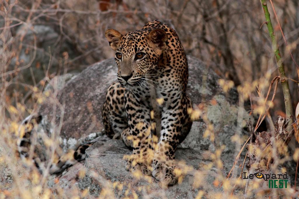 فندق Leopard Nest - Glamping In يالا المظهر الخارجي الصورة